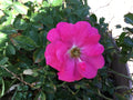 Wild Irish Rose Cuttings to Root - Rosa gallica, Hardy Perennial, Fragrant Blooms, Easy to Grow, Garden Planting Material