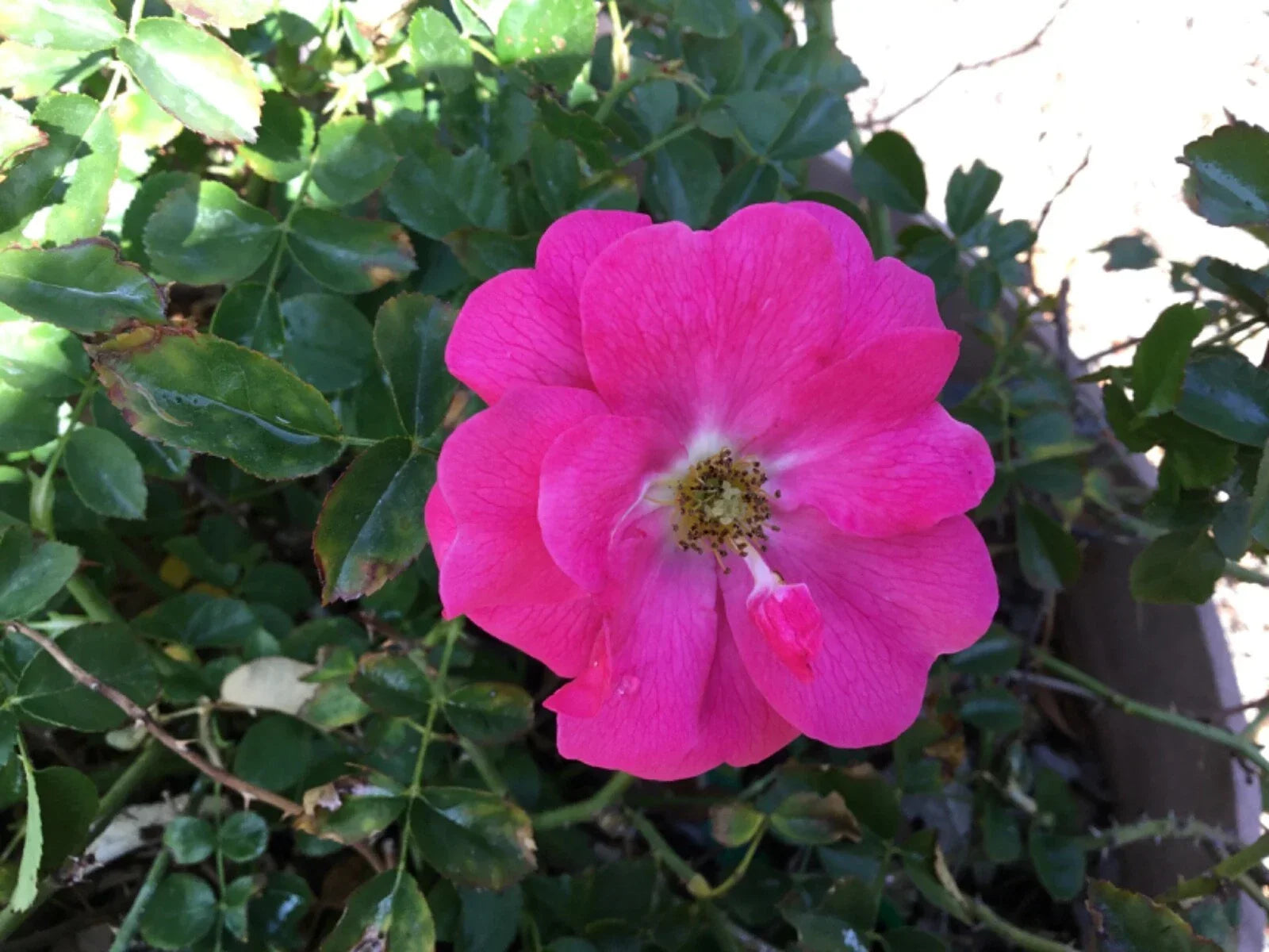 Wild Irish Rose Cuttings to Root - Rosa gallica, Hardy Perennial, Fragrant Blooms, Easy to Grow, Garden Planting Material