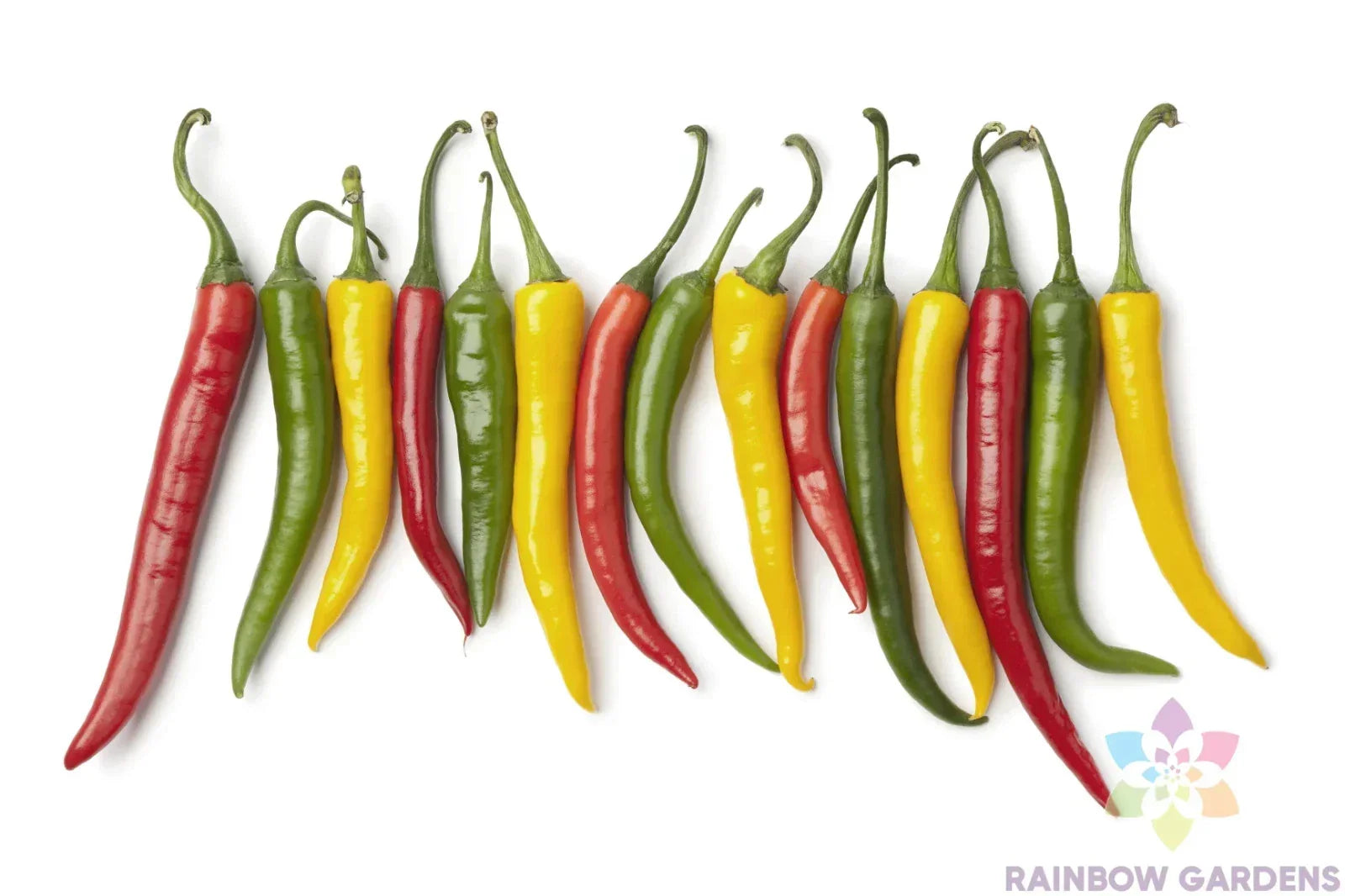 Charleston Hot Pepper Seeds - 25+ Pack, Capsicum annuum, Spicy Culinary, USA Grown, Garden & Container Planting