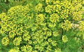 Mammoth Long Island Dill Seeds - Non-GMO Herb Seeds for Culinary Use, Anethum graveolens, 200+ Seeds for Herb Garden