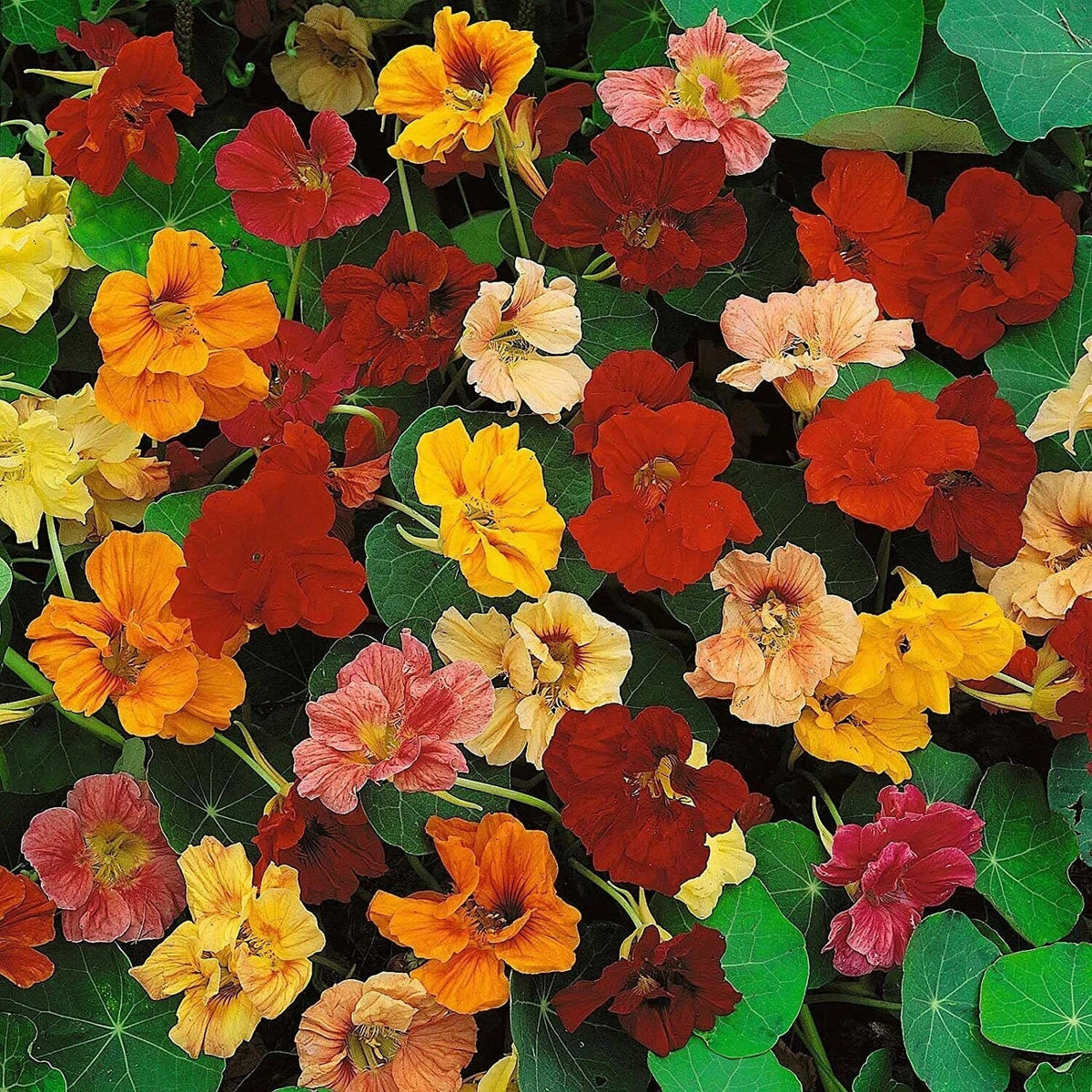 Dwarf Jewel Mix Nasturtium Seeds - Colorful Blooming Vine for Garden & Containers - Tropaeolum majus