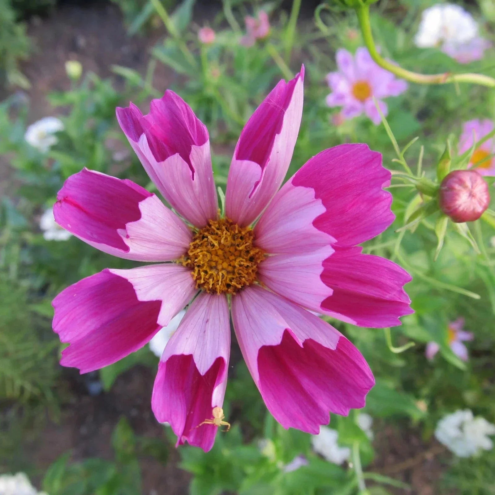Cosmos Seeds - 200+ Seashells Variety - Cosmos bipinnatus - Garden Planting, Annual Flowers, Butterfly Attractant