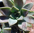 Ghost Plant Succulent in 2-Inch Pot, Graptopetalum Pentandrum Superbum, Flowering Rosette, Drought Tolerant, Indoor & Outdoor