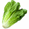 Parris Island Romaine Lettuce Seeds – Non-GMO, Heirloom, Salad Greens, Lactuca sativa, 1200+ Seeds for Home Gardening