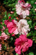 Azalea Starter Plant - Multi-Color Blooms - Rhododendron spp. - Compact Bushy Houseplant for Garden & Container