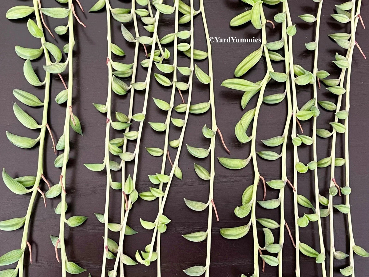 String of Bananas Succulent Cuttings - Senecio radicans Unrooted Propagation - 6 Pieces