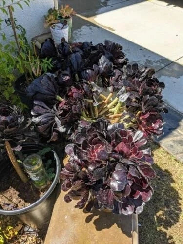 Black Rose Aeonium arboreum 'Schwarzkopf' Succulent Cuttings – 8-Inch, Drought-Tolerant, Indoor & Outdoor Plant