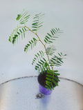 Live Tamarind Tree Plant - Tropical Fruit Tree in Pot - Tamarindus indica for Garden, Patio, or Container Cultivation