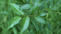 Bay Leaf Willow Cuttings - 4 Pack, Salix pentandra, Ornamental & Culinary Tree, Deciduous, Fast-Growing