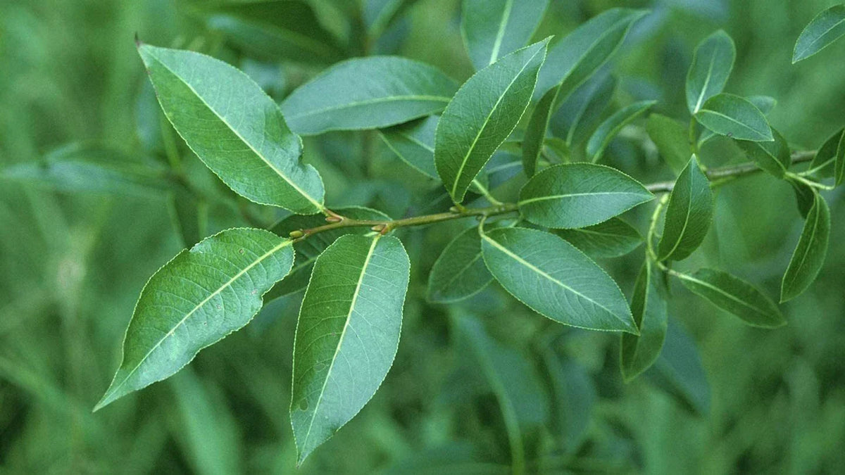 Bay Leaf Willow Cuttings - 4 Pack, Salix pentandra, Ornamental & Culinary Tree, Deciduous, Fast-Growing