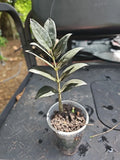 Black Raven ZZ Plant in 3-Inch Pot | Zamiifolia Zamioculcas Indoor Houseplant