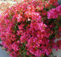 Bougainvillea Starter Plant Barbara Karst Variety Bare Root - Bougainvillea spp.