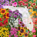 Northern Florida Wildflower Seed Mix 1/4LB Bulk for Gardens, Pollinators, Native Wildflowers, Covers 2000 sq ft
