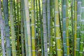 50 Bamboo Seeds Phyllostachys edulis Clumping Privacy Screen for Garden Shade and Landscaping