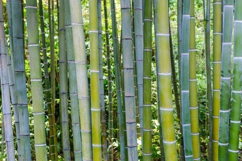 50 Bamboo Seeds Phyllostachys edulis Clumping Privacy Screen for Garden Shade and Landscaping