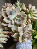 Graptopetalum paraguayense Ghost Plant Succulent Cuttings - 6 Healthy Rosette Plants, Drought Tolerant, Easy Care