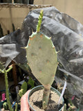 Opuntia Hybrid Cartwheel Prickly Pear Cactus Potted Plant, 7-Inch Tall, Succulent for Indoor Garden, Drought-Tolerant, Low Maintenance