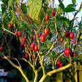 Tamarillo Tree Tomato Seeds – High Yielding Solanum betaceum – Fast Growing Garden Fruit Seeds – Perennial Plant