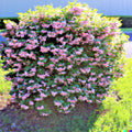 Weigela Florida Bush Seeds - Pink & White Flowering Shrub Seeds for Garden, Hedges & Borders, 100+ Seeds