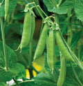 Sugar Daddy Snap Pea Seeds | Green Asian Snow Peas | Non-GMO Heirloom Seeds | Climbing Pisum sativum var. macrocarpon