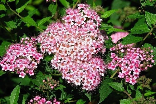 Dwarf Pink Spiraea Seeds - 100 Perennial Flowering Shrub Seeds - Spiraea japonica 'Little Princess' - Easy to Grow Garden Plant
