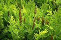 Royal Fern Seeds 1000 Spores Osmunda regalis Hardy Zone 3-9 Clumping Perennial Garden Plant