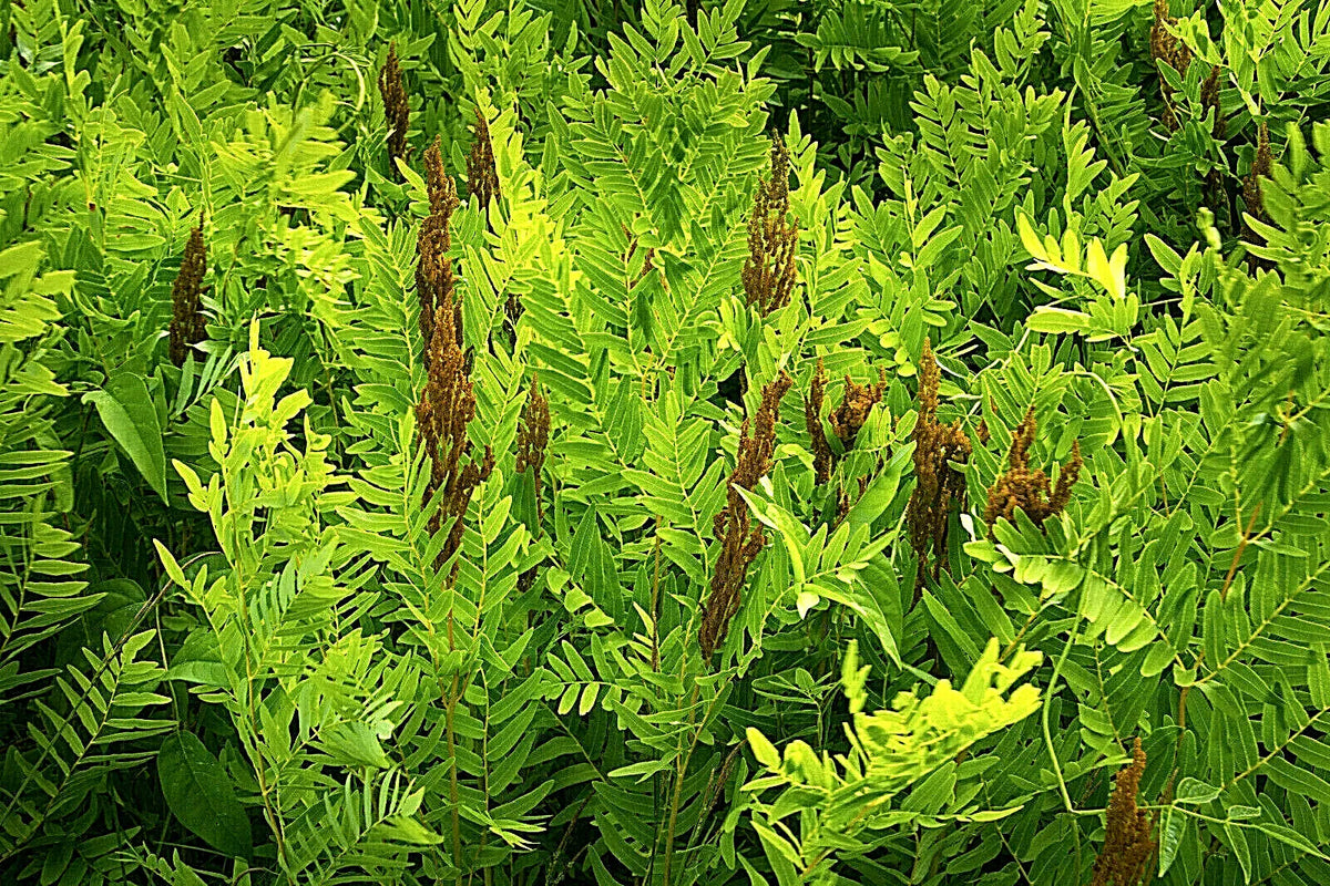 Royal Fern Seeds 1000 Spores Osmunda regalis Hardy Zone 3-9 Clumping Perennial Garden Plant