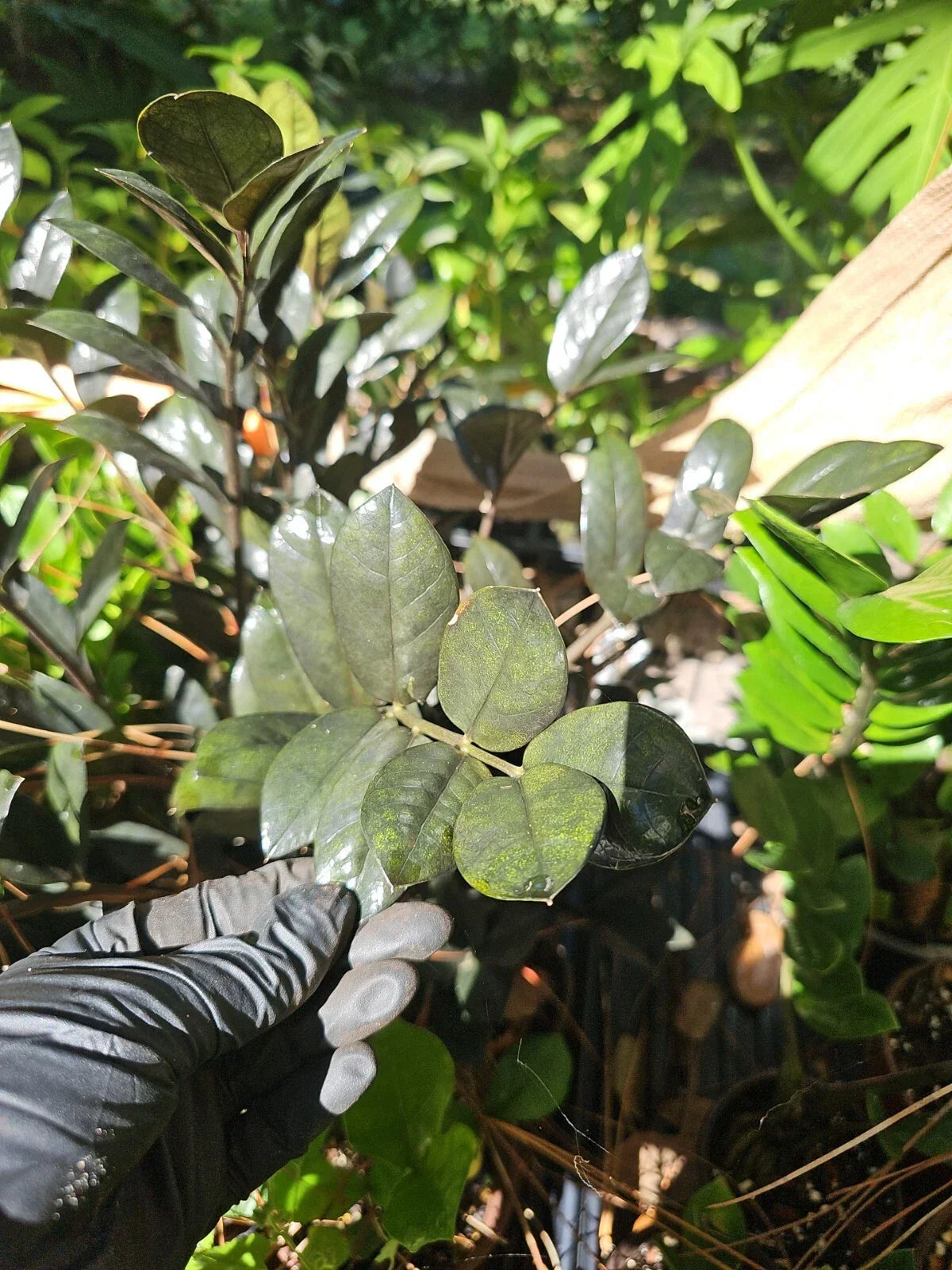 Black Raven ZZ Plant Cutting - 2 Node Zamiifolia Zamioculcas Indoor Houseplant Propagation