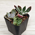 Succulent Live Plant Mix - 2" Pot - Multi Variety Succulents for Zone 10