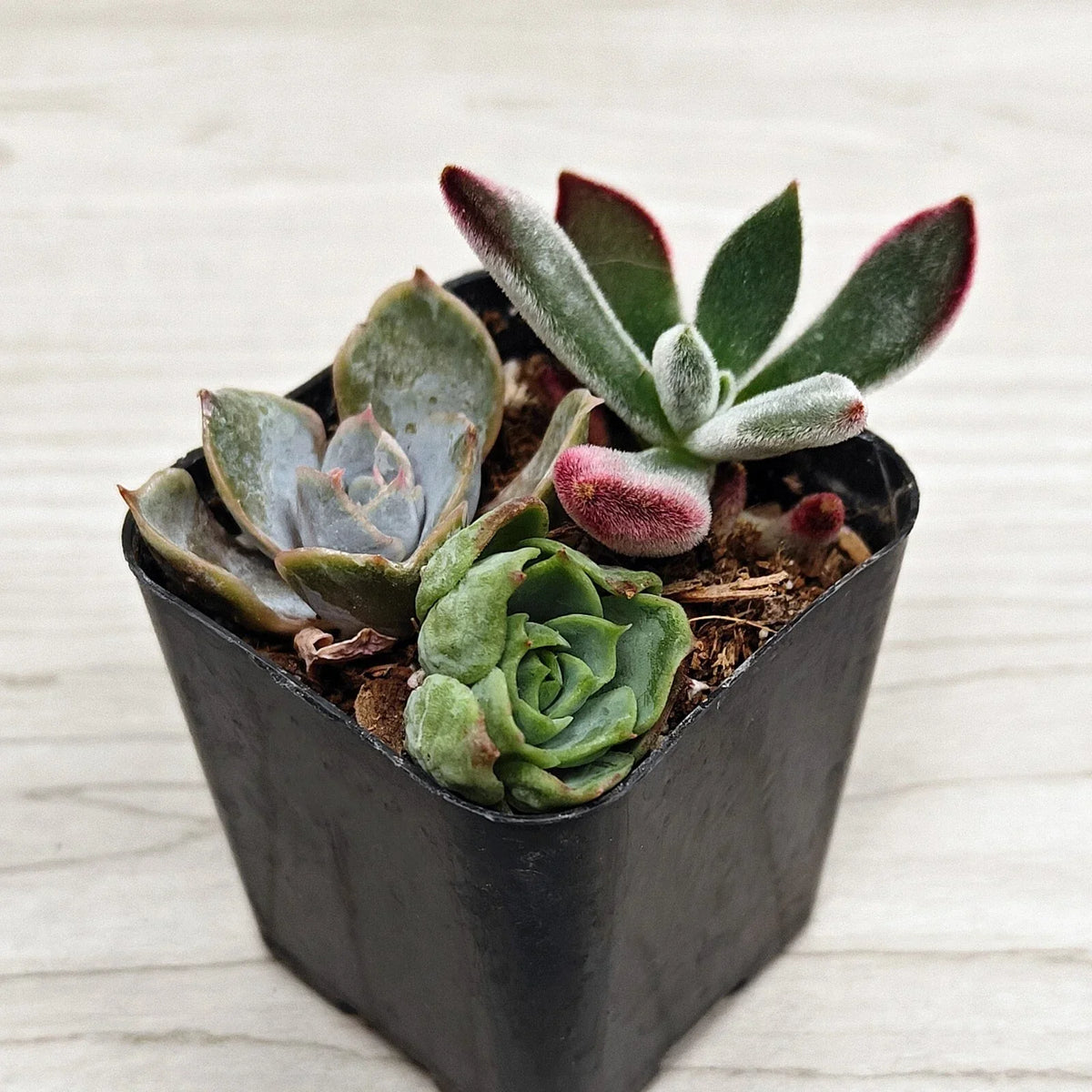 Succulent Live Plant Mix - 2" Pot - Multi Variety Succulents for Zone 10