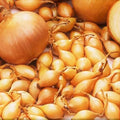 Spanish Globe Onion Sets for Planting - Allium cepa Bulb Variety for Vegetable Garden Starter Kits