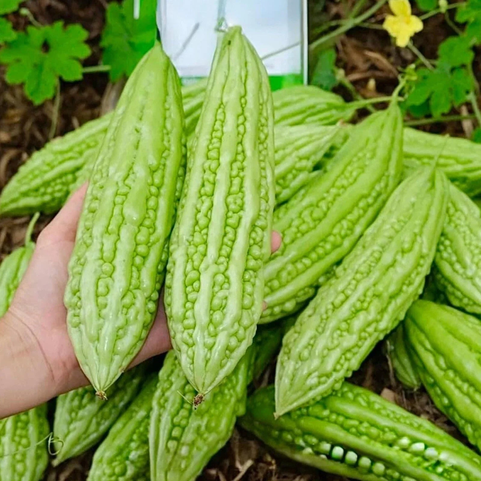 Bitter Melon Seeds - 15pcs, Green Skin, Fast-Growing, Momordica charantia, Heirloom Vegetable Seeds for Home Garden
