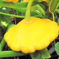 Sunburst Yellow Patty Pan Seeds – Bush Scallop Squash, Heirloom Cucurbita pepo, Compact, Full Sun, 2025 Planting