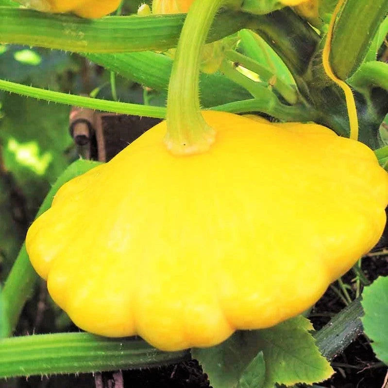 Sunburst Yellow Patty Pan Seeds – Bush Scallop Squash, Heirloom Cucurbita pepo, Compact, Full Sun, 2025 Planting