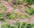 Foxtail Barley Seeds - 25+ Pack - Ornamental Grass Hordeum Jubatum for Gardens & Landscaping