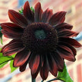 Chocolate Cherry Sunflower Seeds - Organic Non-GMO, Heirloom, 100+ Seeds, Helianthus annuus