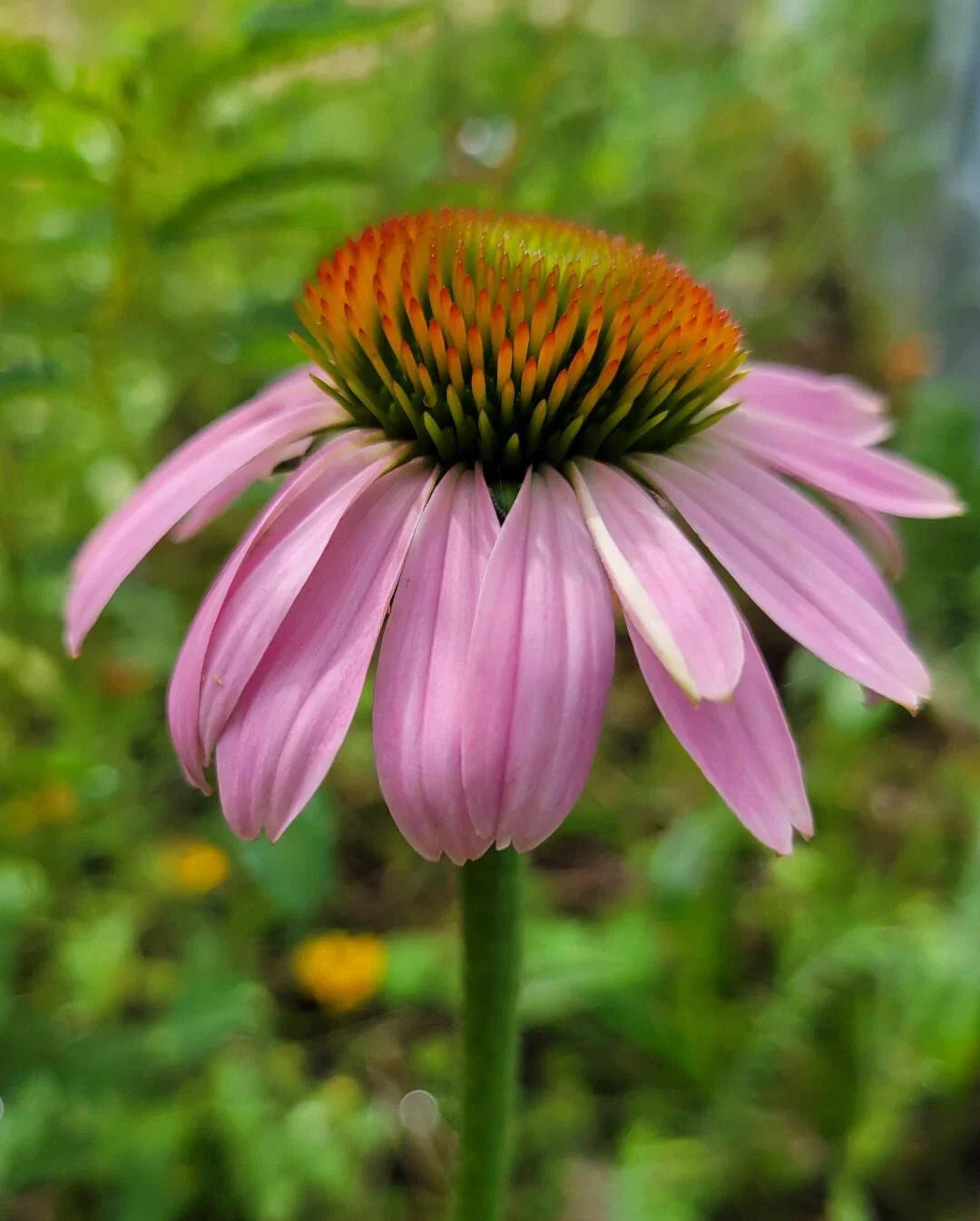 Purple Coneflower Seeds | Echinacea Purpurea | Native Florida Perennial | Medicinal & Pollinator Attractant | 25 Seeds