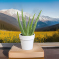 Aloe Vera Plant - Ready-to-Plant Succulent - Fuji Aloe Vera - Aloe barbadensis Miller - Indoor & Outdoor
