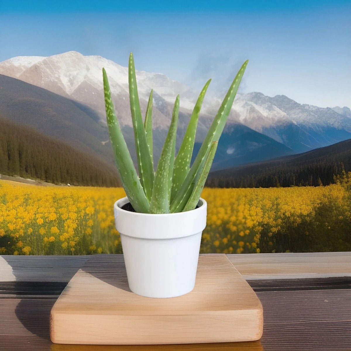 Aloe Vera Plant - Ready-to-Plant Succulent - Fuji Aloe Vera - Aloe barbadensis Miller - Indoor & Outdoor