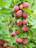 Jeanne Gooseberry Plant - Live Rooted Edible Shrub Ribes uva-crispa Zones 3-7