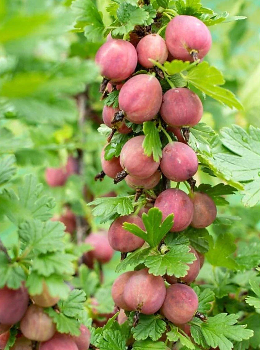 Jeanne Gooseberry Plant - Live Rooted Edible Shrub Ribes uva-crispa Zones 3-7