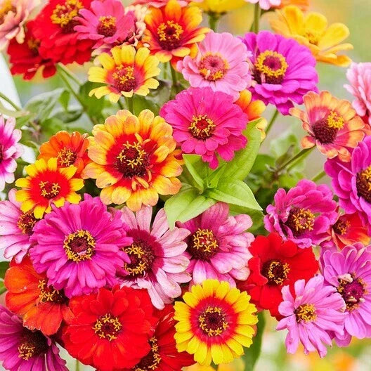 Zinnia Seeds - 200 Non-GMO Heirloom Carnival Colors - Large 4" Blooms - Easy to Grow Garden Flower - Zinnia elegans