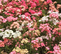 Phlox Seeds - 400 Non-GMO Heirloom Spring Blooms - Pastel Colors - Phlox paniculata - Native USA
