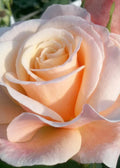 Oh Happy Day Hybrid Tea Rose Cuttings - 4 Live Plantings with Large Blooms - Rosa spp.