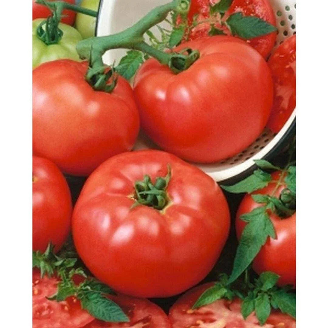 Tomato Seeds 1000 Count - BrandyMaster F1 Hybrid Beefsteak, Shiny Red, Juicy, Firm, Solanum lycopersicum