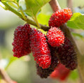 Live Red Mulberry Plant Bare Root 16-24" Morus rubra Fruit Tree for Garden or Orchard