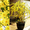 Winter Jasmine Cuttings 12" Bright Yellow Flowers Jasminum nudiflorum 5 Pack