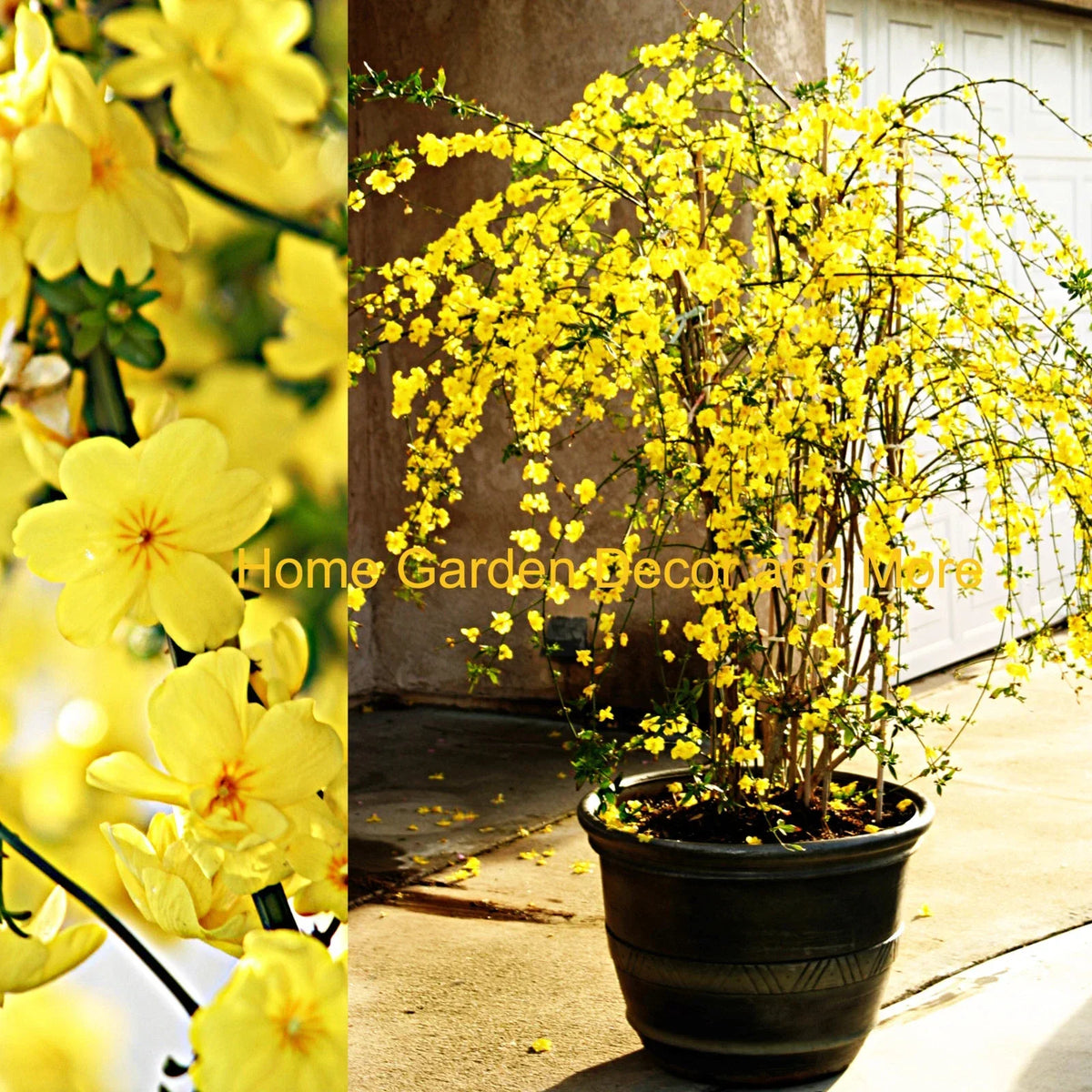 Winter Jasmine Cuttings 12" Bright Yellow Flowers Jasminum nudiflorum 5 Pack