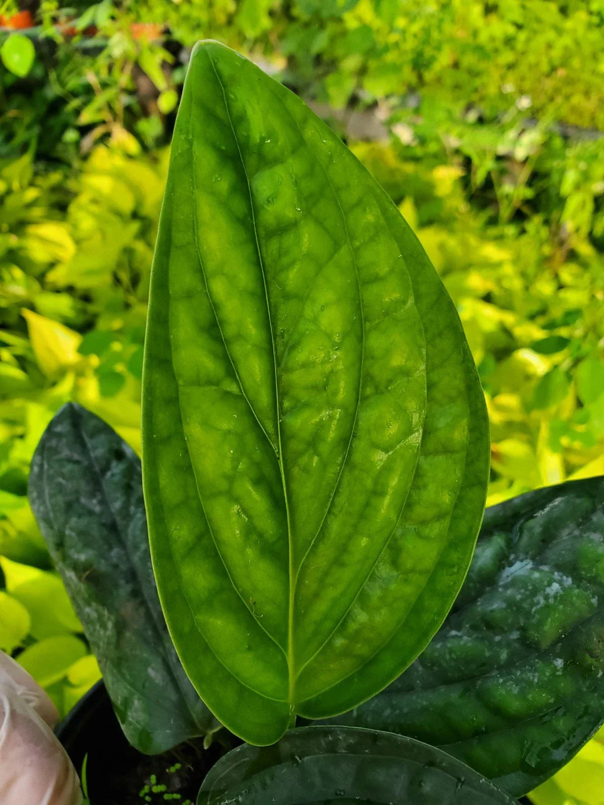 Monstera Peru Live Plant in 4" Pot – Monstera karstenianum Tropical Indoor Plant, Green Galaxy, Low Maintenance