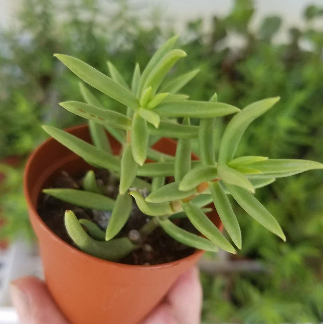 Miniature Pine Tree Succulent in 2" Pot | Crassula Tetragona Live Rooted Plant for Indoor Decor